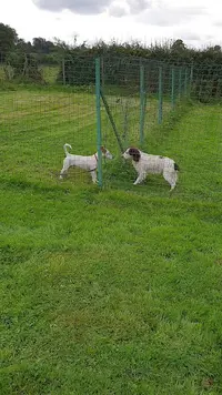 Pension Canine, Toilettage. au Charme Canin
