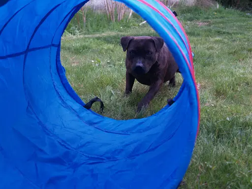 Canin Stinct