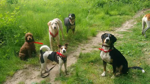 Naturellement Chien Educ - Éducateur Canin - Fleurs de Bach et Communication Animale