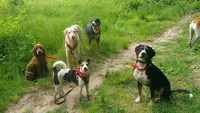 Naturellement Chien Educ - Éducateur Canin - Fleurs de Bach et Communication Animale
