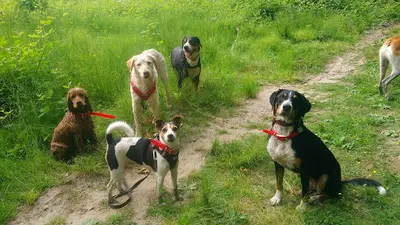 Naturellement Chien Educ - Éducateur Canin - Fleurs de Bach et Communication Animale