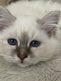 Chatterie du Bel Avenir