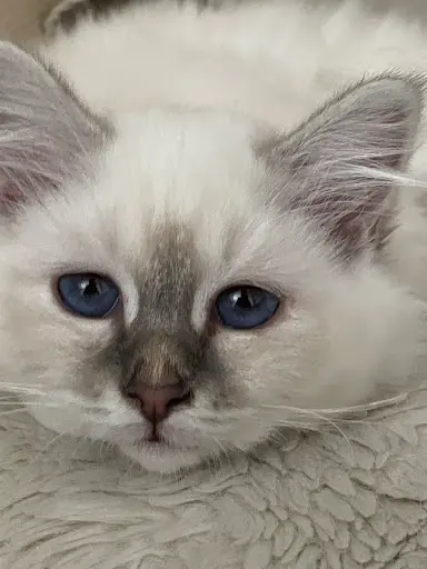 Chatterie du Bel Avenir