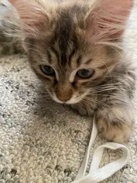 Catsiberiennes