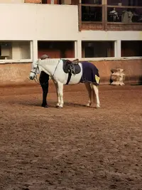 Centre Équestre de Buzenval- Poney Club Rueil Malmaison/ Écurie de Propriétaires