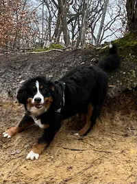 Happy Doggy