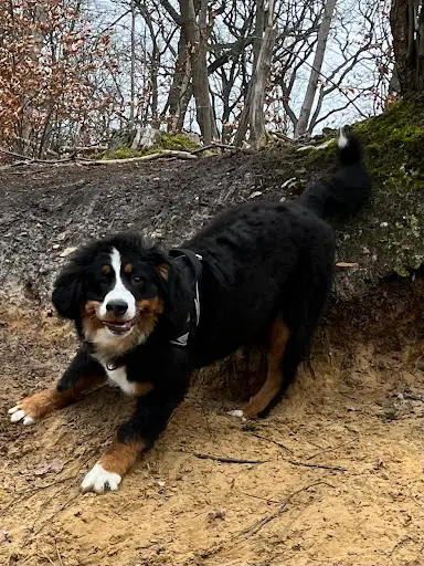 Happy Doggy