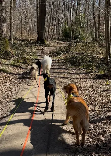 Human Dog Harmony