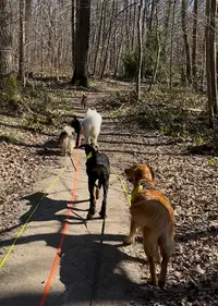 Human Dog Harmony