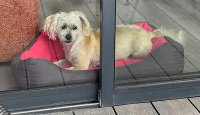l'Espace Canin !!