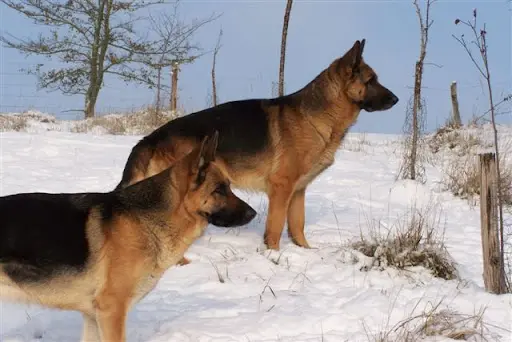 Elevage Berger Allemand .. la Fontaine Trotte Chien