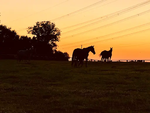 Haras Saint Roch