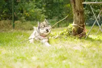 La Truffe d'Argos - Comportementaliste Canin