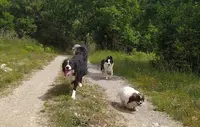 Déclic Éducation Canine