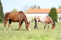 La Cavalcade de Saacy