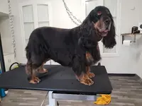 Manifi Chien