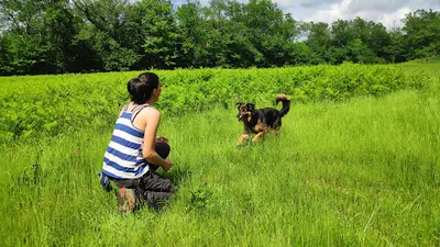 Educateur Comportementaliste Canin | Spécialiste en Anxiété de Séparation