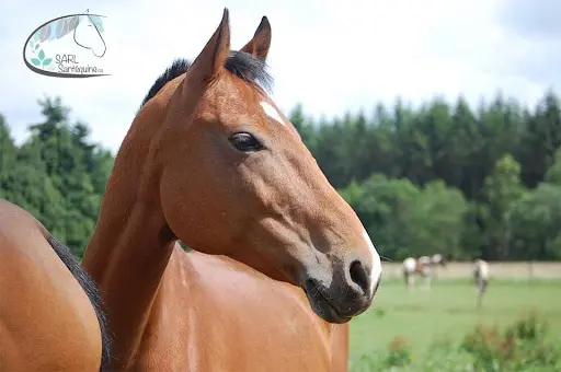 Ecuries aux Amis des Chevaux