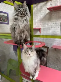 Le Club des Chats