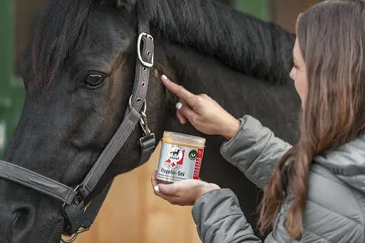 Horse Academy Shop | Visite sur Rdv