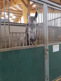 Haras du Mélantois | Centre Equestre / Poney Club Lille