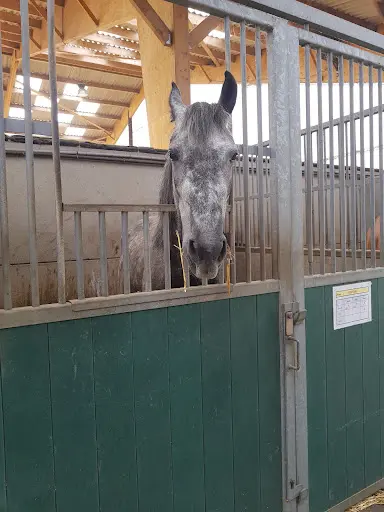 Haras du Mélantois | Centre Equestre / Poney Club Lille