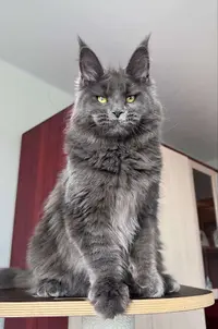 Chatterie Géants Félins, Élevage de Maine Coon, Cattery Saintes, 17