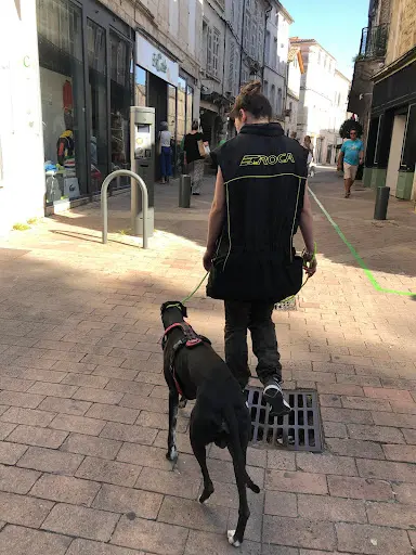 Dog N You