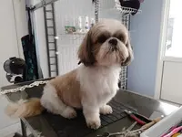 Toilettage Chiens Services