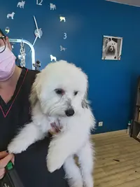 Un Amour de Chien