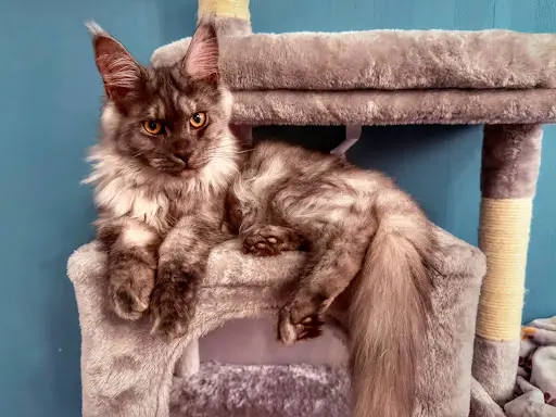 Chatterie de l'Ange Uriel, Élevage de Maine Coon Loof