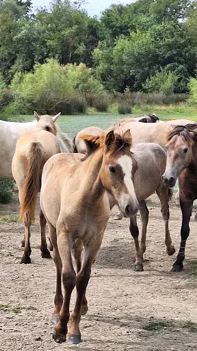 Maison du Cheval Camargue