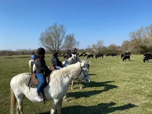 Promenade À Cheval la Manade