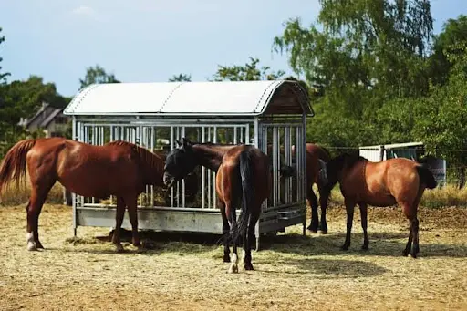 Pension Retraite Pour Chevaux - Ferme Saint Amand