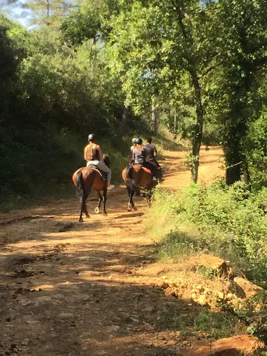 Chevaux du Gour d'Estelle