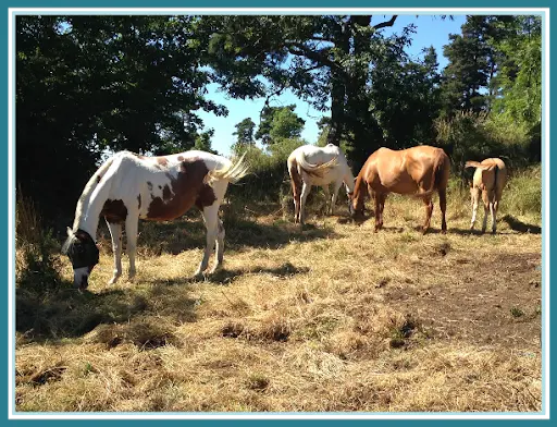 Lfm Farm
