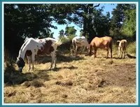 Lfm Farm