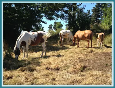 Lfm Farm