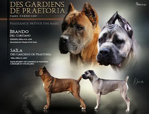 Élevage Cane Corso "gardiens de Praetoria"