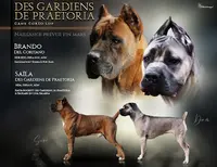 Élevage Cane Corso "gardiens de Praetoria"