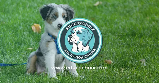Éduc O Choix