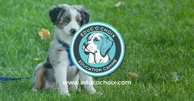Éduc O Choix