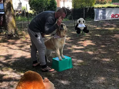 Dog’docile