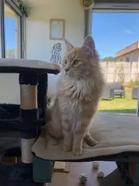 Lapatoune33 - Pension Pour Chats et Comportementaliste Félin