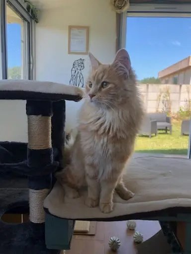 Lapatoune33 - Pension Pour Chats et Comportementaliste Félin
