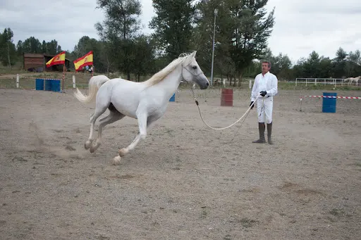 Centre Équestre, Parcours Mountain Trail ,barrel Racing et Pole Bending, Cours d'Équitation, Balade, Randonnée.