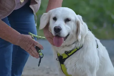 Canis Humanus - Comportementaliste Canin