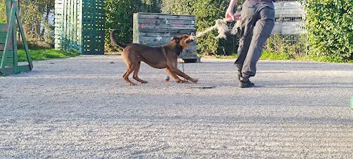 Solidog By Fanny Educateur Canin Béthune