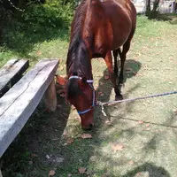 Centre Equestre Salonais