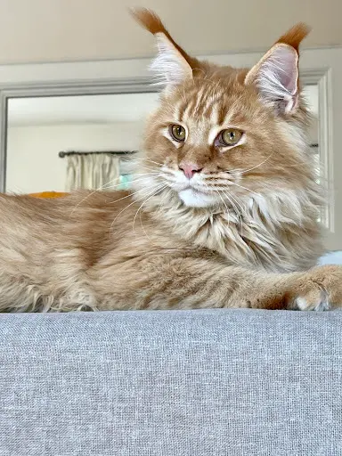 Elevage de Maine Coon du Loupcervier Provence